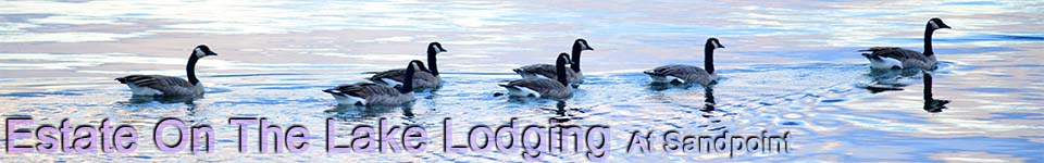 Banner- Morning Geese on the water